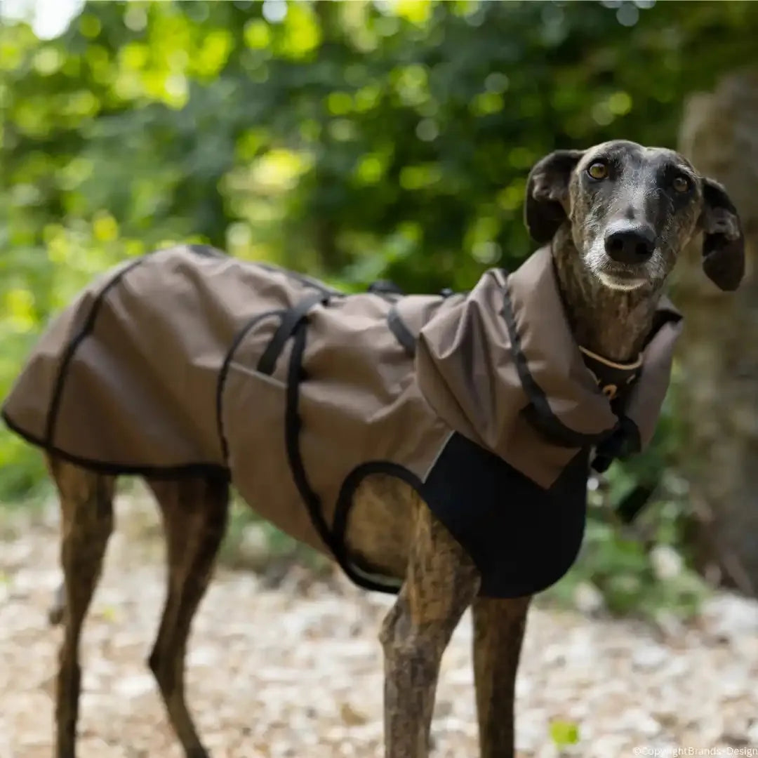 Active Cape Elastic Light STANDARD & WINDHUND