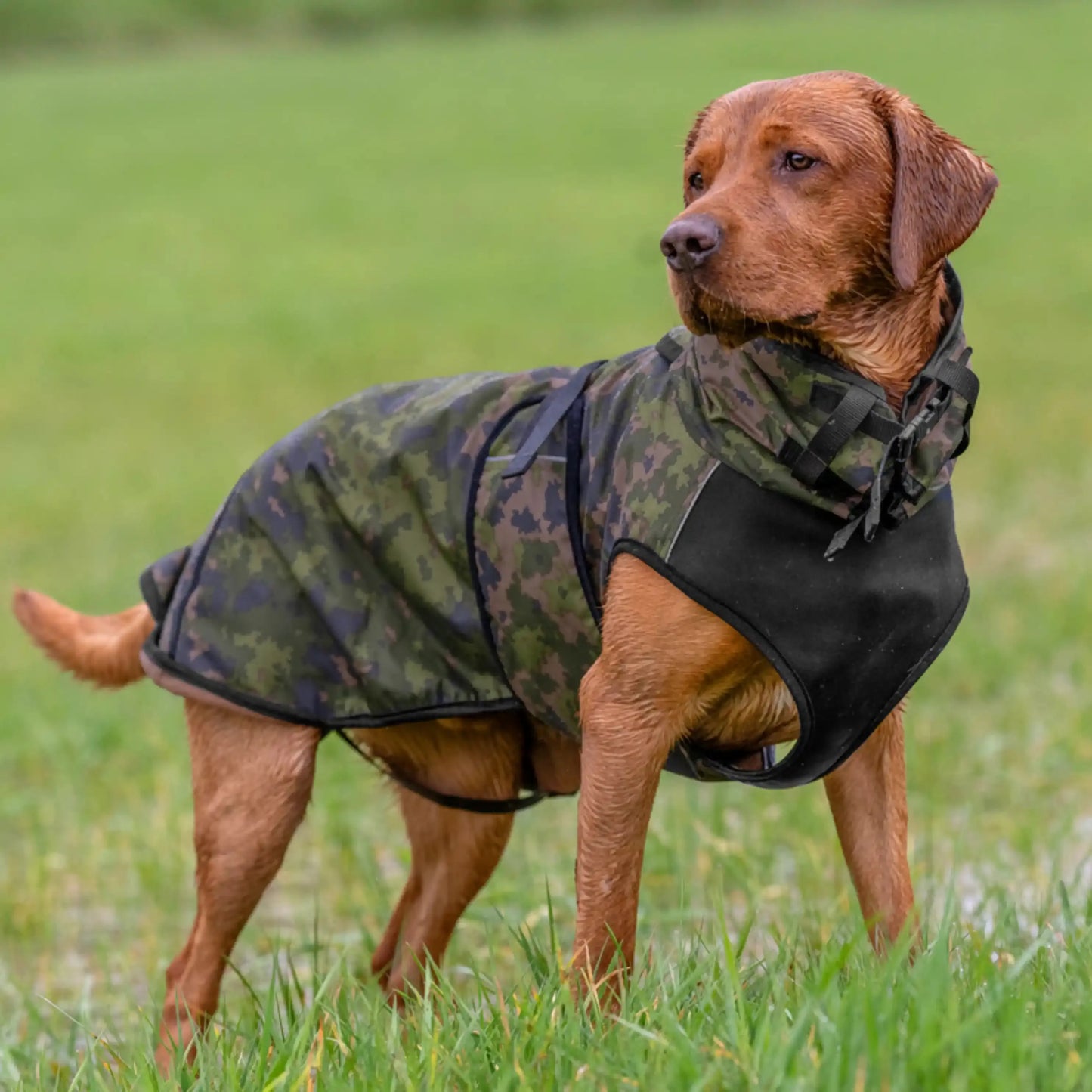 Active Cape Elastic Light STANDARD & WINDHUND