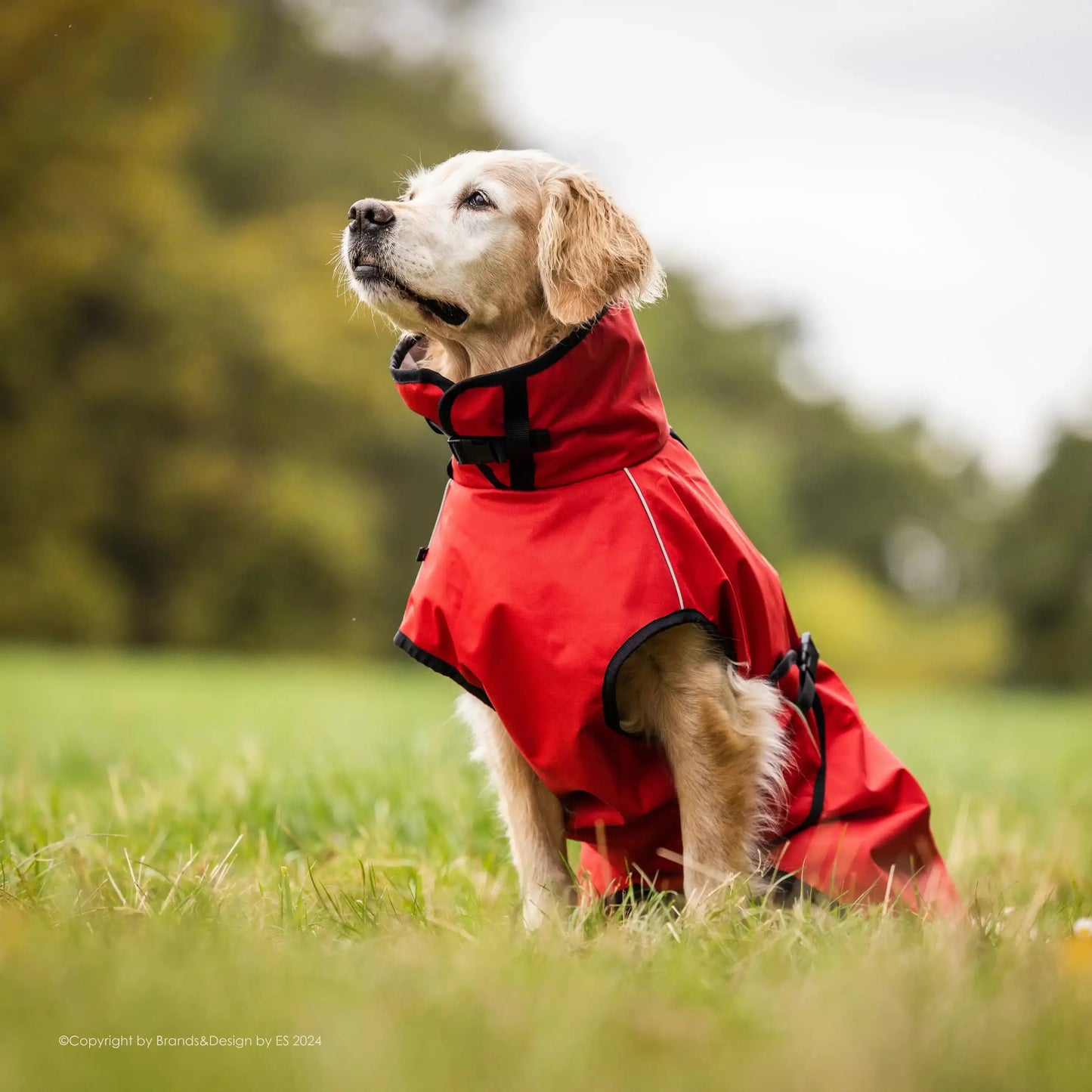 Active Cape Elastic Light STANDARD & WINDHUND