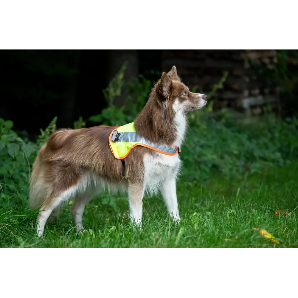 Hund trägt die Grossenbacher Balou LED Leuchtweste in Gelb-Orange – reflektierende Sicherheitsweste für bessere Sichtbarkeit bei Dunkelheit