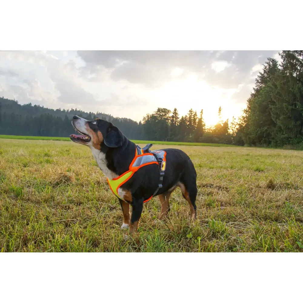 Grossenbacher Dogs Vary Night Brustgeschirr Grösse 4XS bis 3XL - getragen