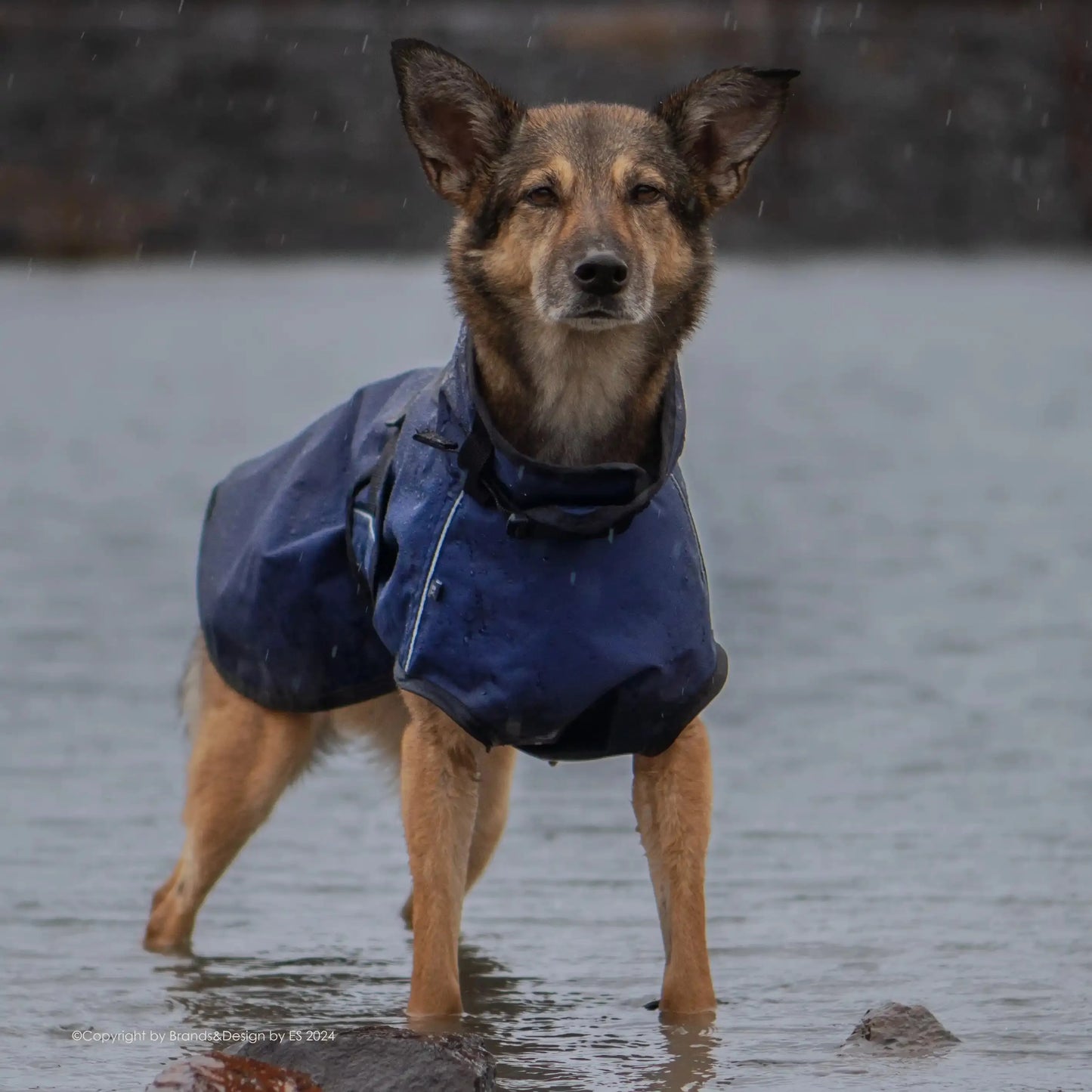 Active Cape Elastic Wind/Rain - MINI & STANDARD - Action Factory - Marigin AG Onlineshop für Tierbedarf Active Cape Elastic Wind/Rain - MINI & STANDARD - Standard (XS-XXL) - AUSLAUFMODELL / XS / 51 cm / Dunkelblau Mantel