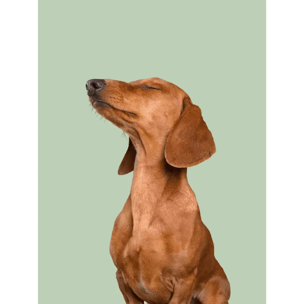 Heimtierversicherung von Calingo - Marigin AG Onlineshop für Tierbedarf - Marigin AG Onlineshop für Tierbedarf Heimtierversicherung von Calingo - Default Title