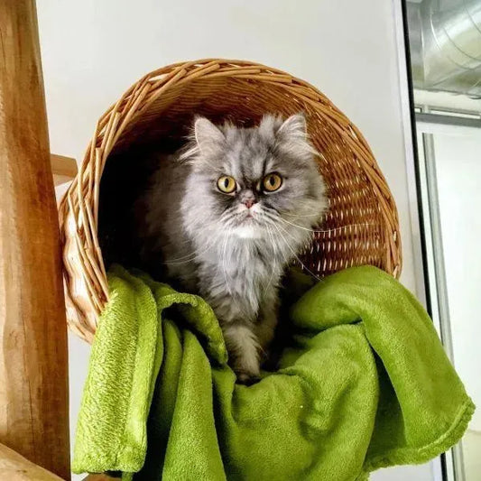 Unser Katzenhotel - Marigin AG Onlineshop für Tierbedarf - Marigin AG Onlineshop für Tierbedarf Unser Katzenhotel - Default Title