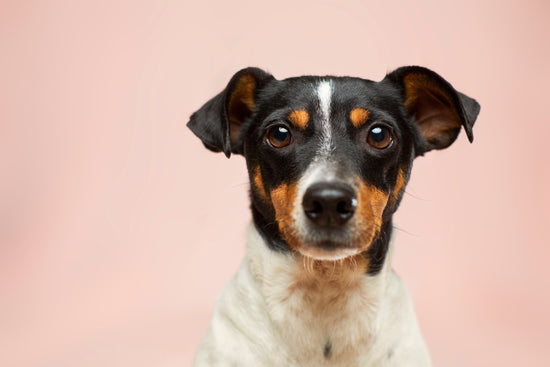 Onlineshop für Hunde:  Hundebedarf, Futter, Spielzeug