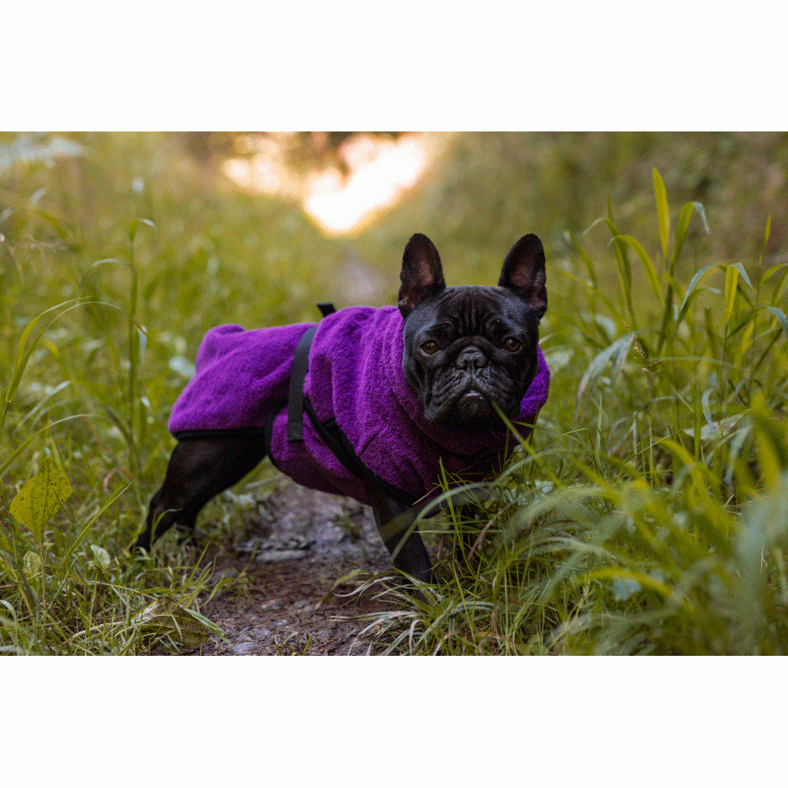 Action Factory - 30cm / bilberry - Dryup Cape Mops & co. - Marigin AG Onlineshop für Tierbedarf