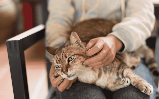 Mit einer Katze leben – trotz Katzenallergie?