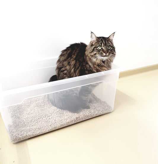 Feline Lower Urinary Tract Disease kurz FLUTD - ein Katzenjammer! - Marigin AG Onlineshop für Tierbedarf