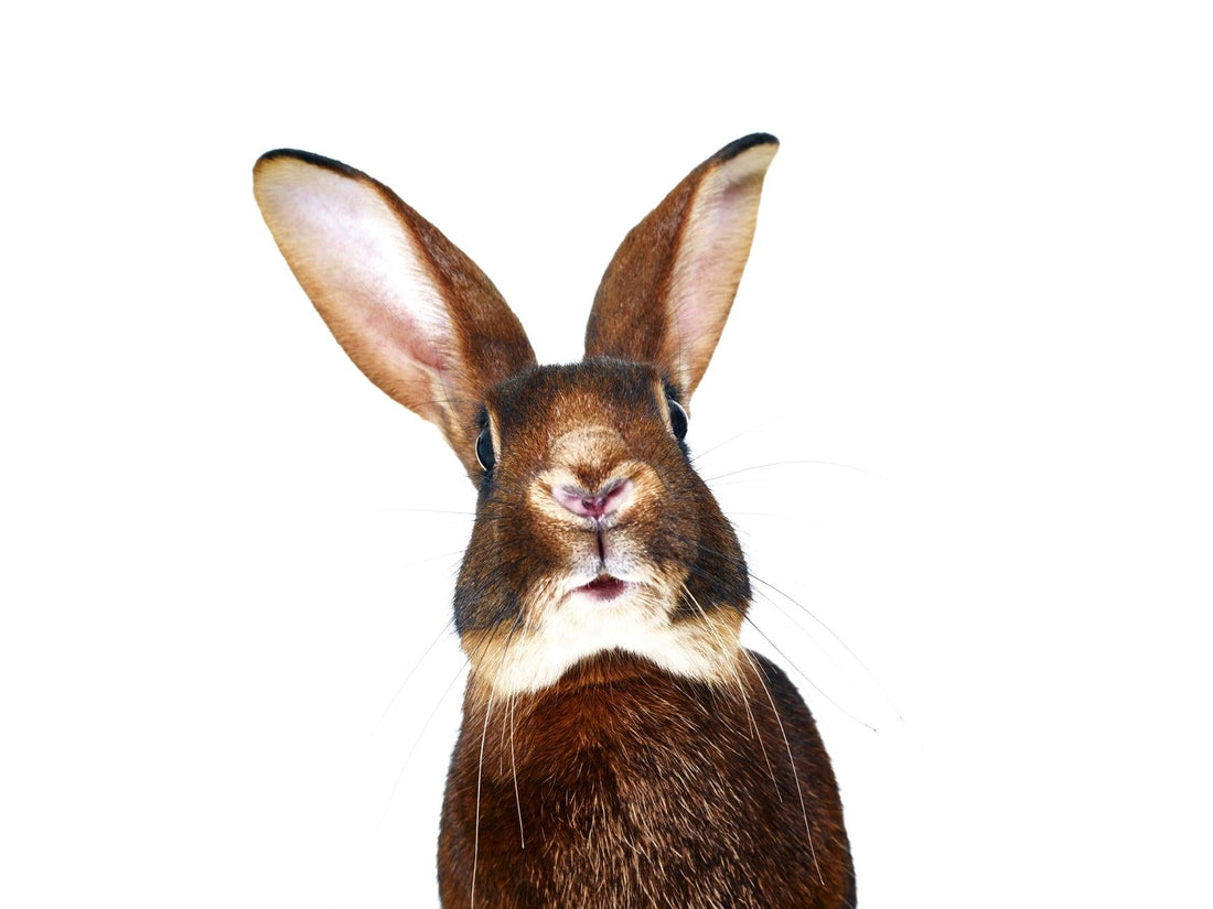 Neu bei uns erhältlich: Produkte für Kaninchen und Nager - Marigin AG Onlineshop für Tierbedarf