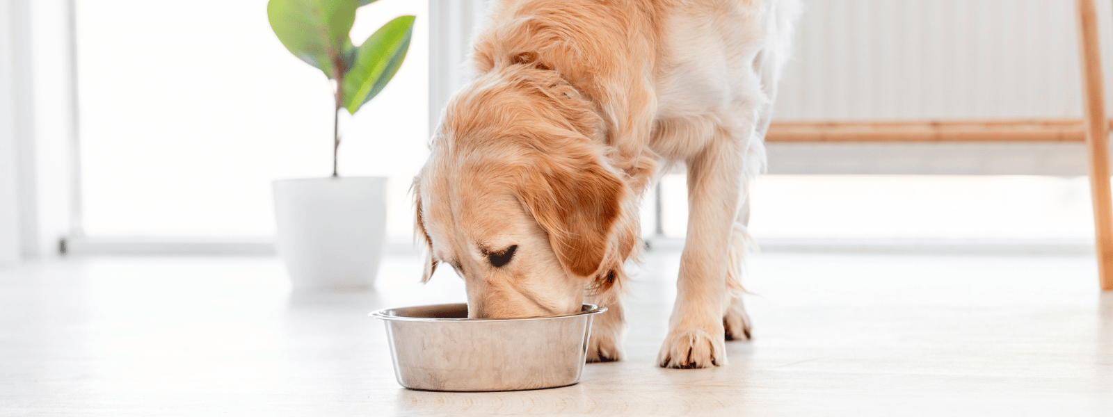 Tierarztfutter Hund