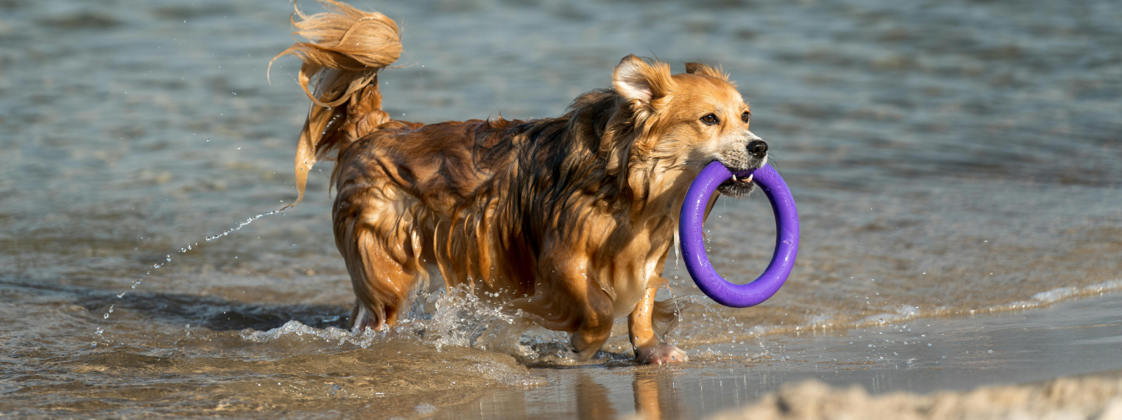 Hunde Sommerartikel