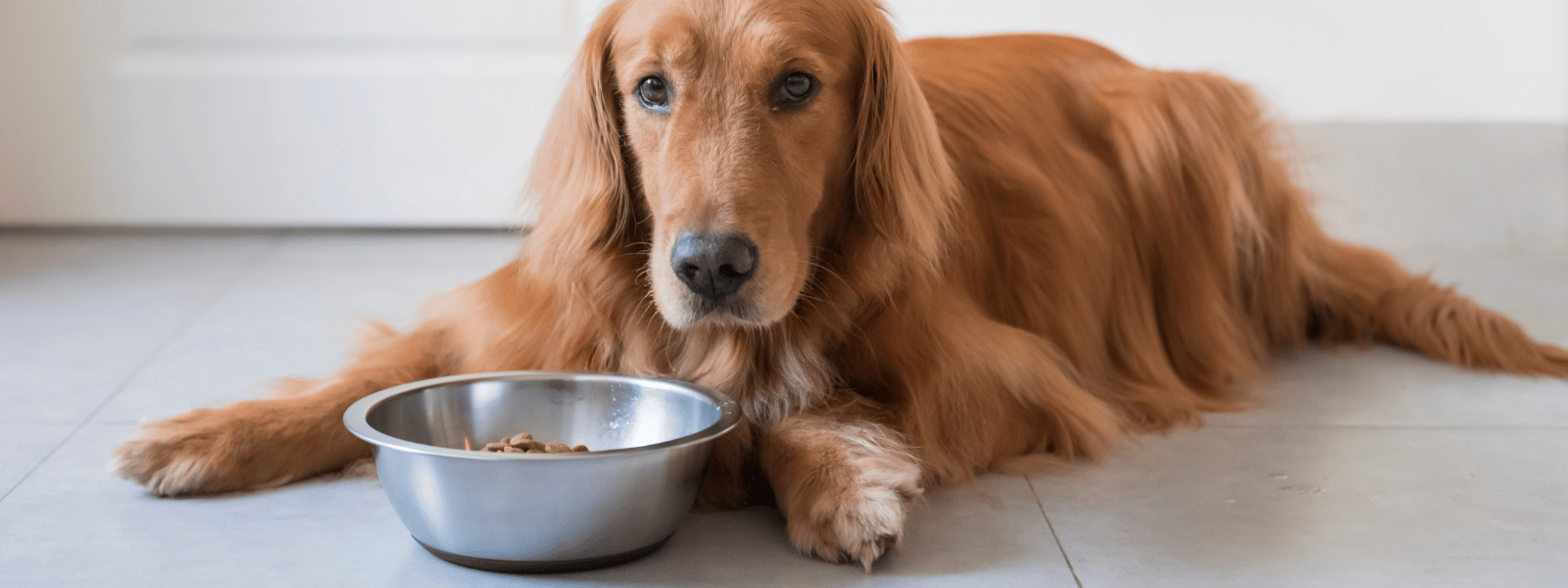 Trockenfutter für Hunde