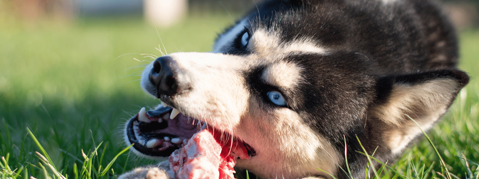 Kauartikel für Hunde