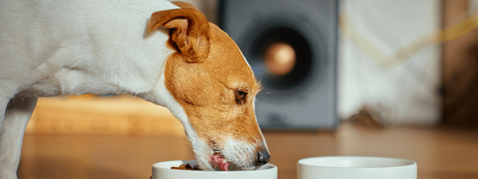 Nassfutter Hunde