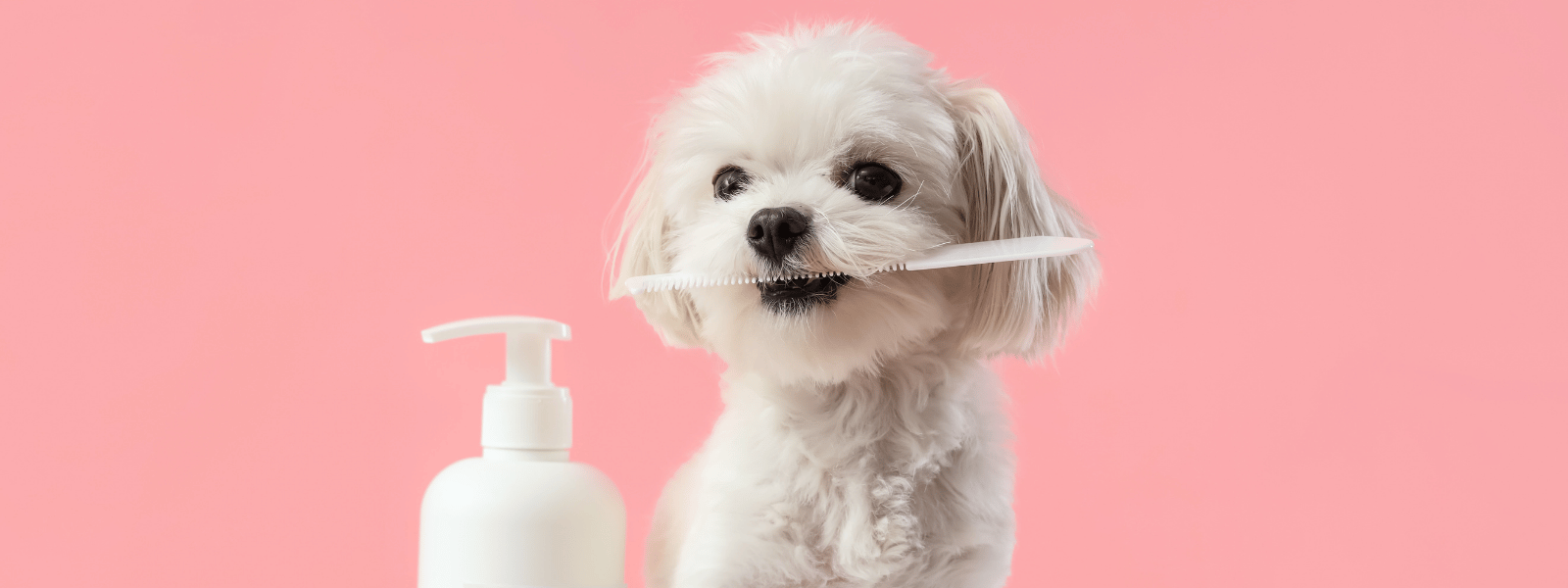 Hund Pflegeprodukte