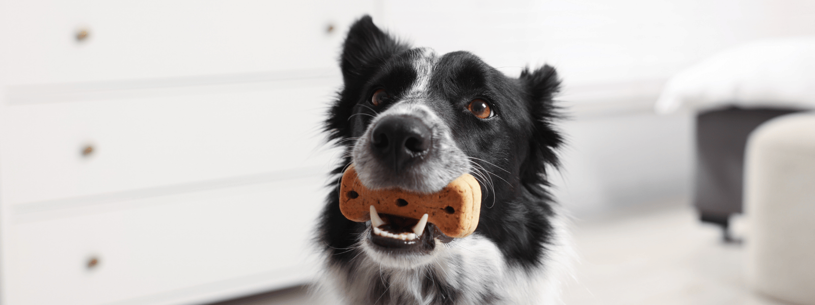 Hundesnacks