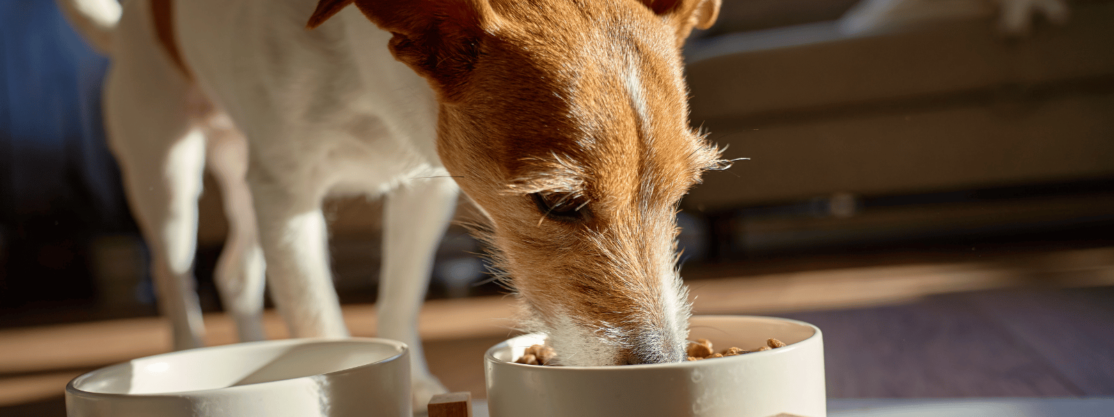 Nass- und Trockenfutter für Hunde