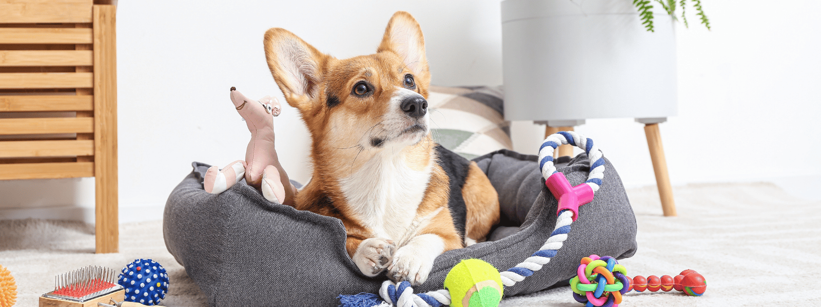 Hund Zubehör