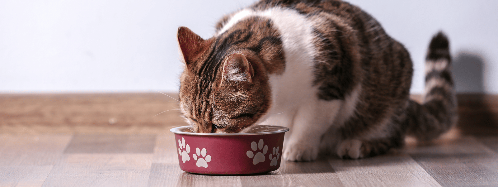 Katze Nass- und Trockenfutter