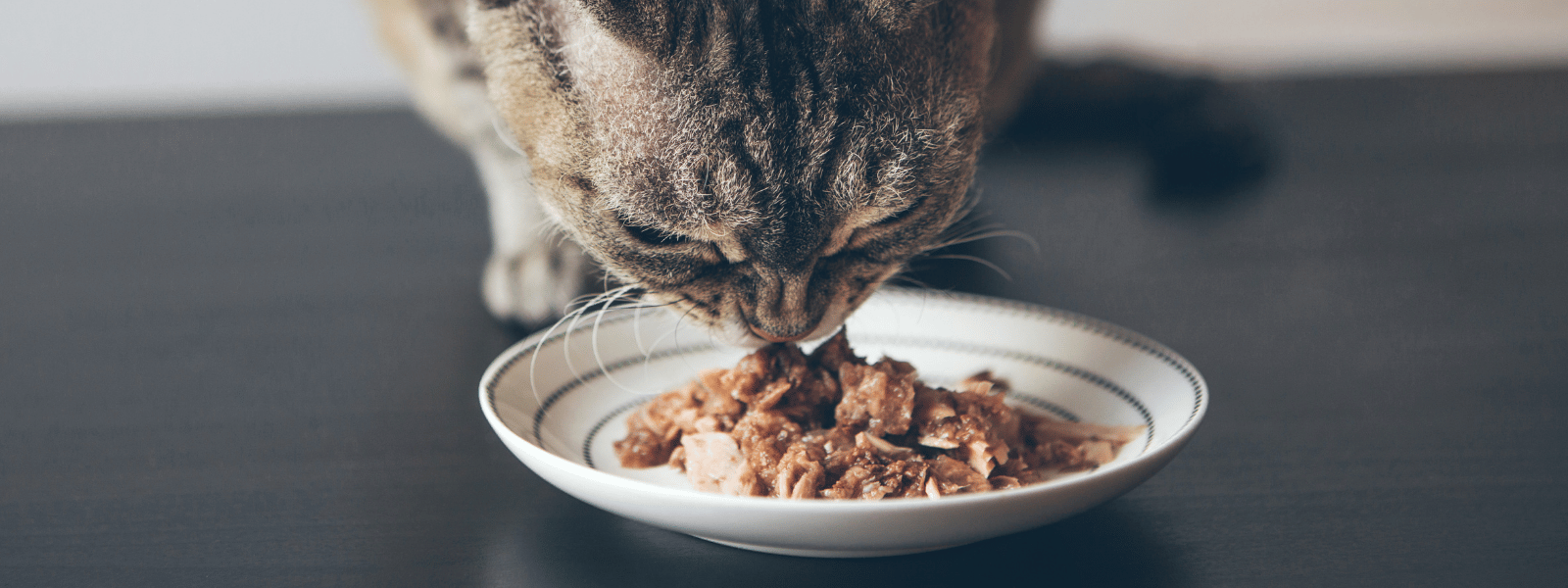 Katze Nassfutter
