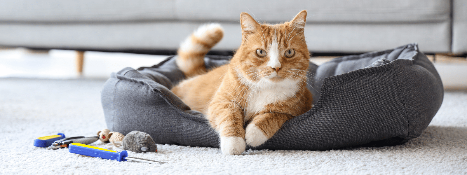 Katze Pflegeprodukte