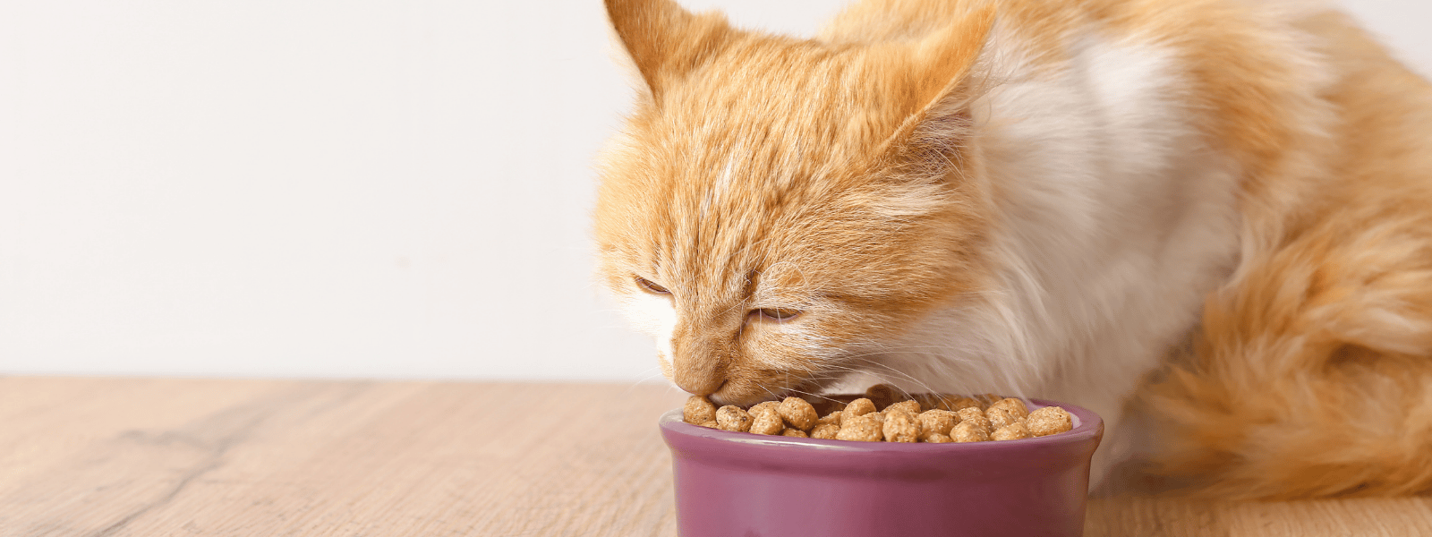 Katzen Trockenfutter