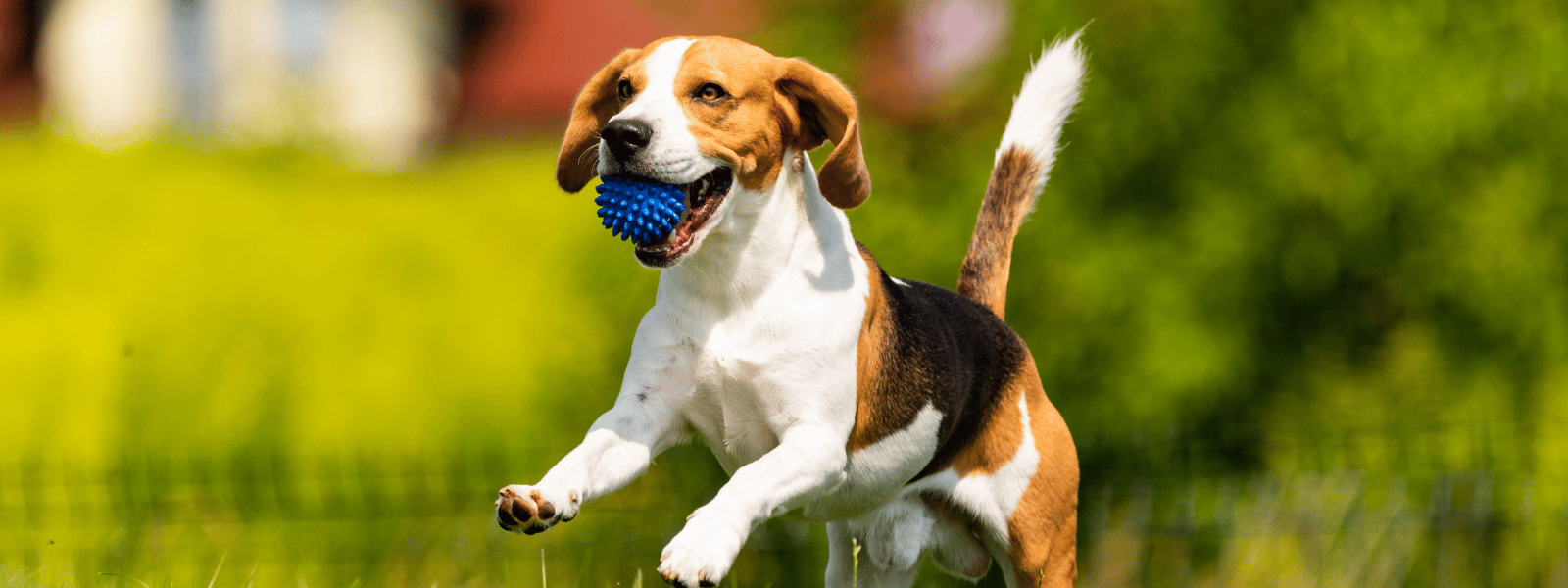 hill's vet essential multi benefit hund