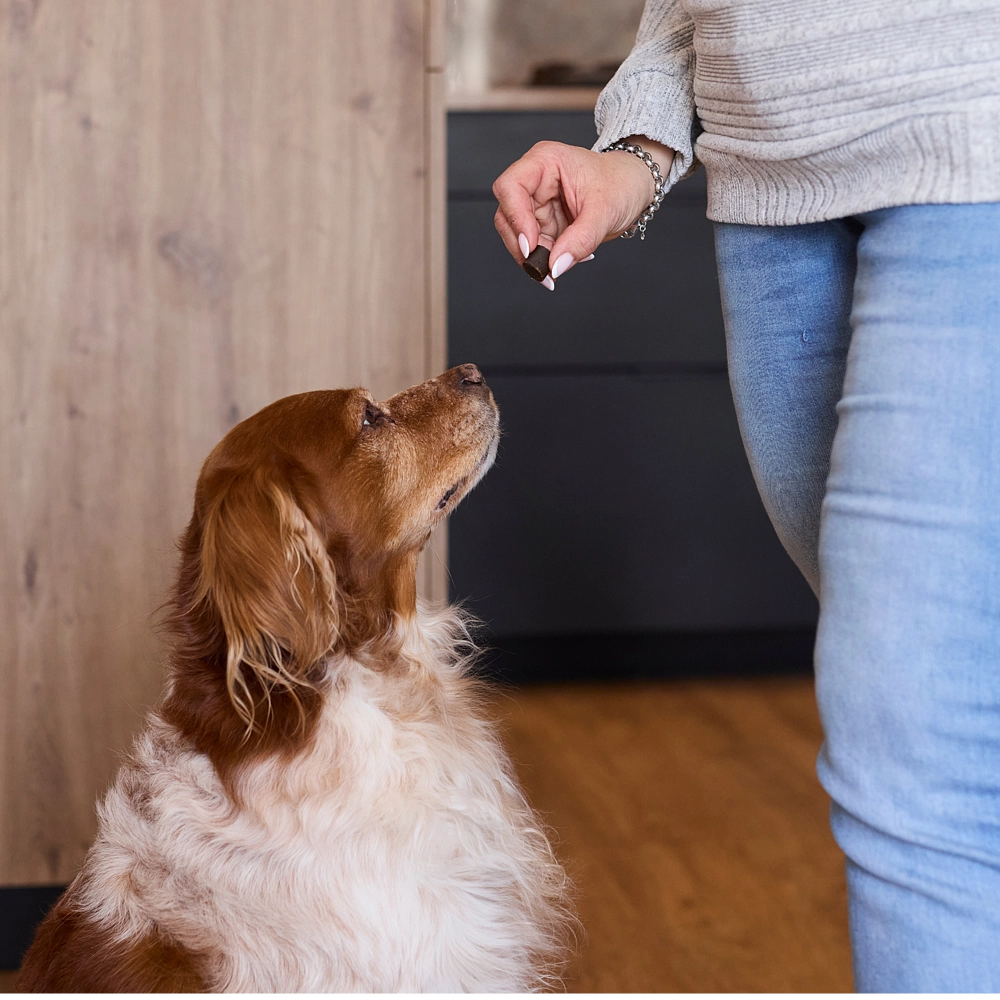Virbac Floragest für Hunde