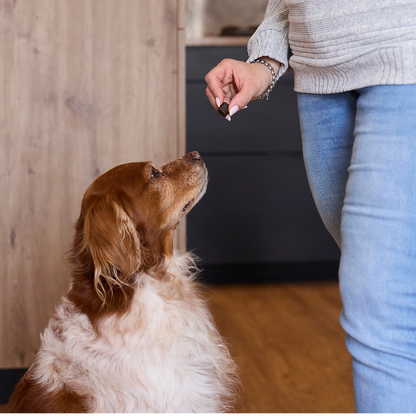 Virbac Floragest für Hunde