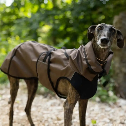 Active Cape Elastic Light Windhund