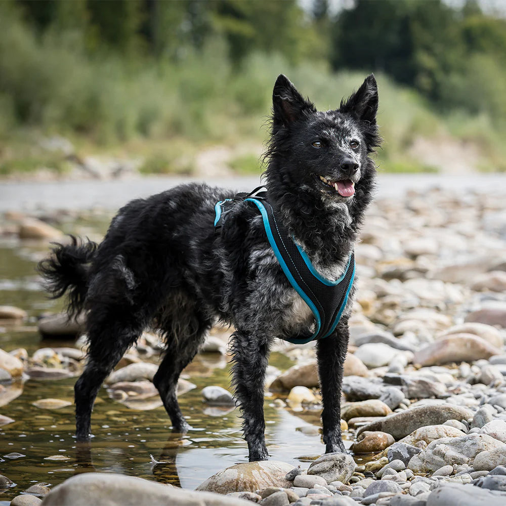 Grossenbacher Dogs FunRun Standard Brustgeschirr 10XS bis XXL - getragen an Hund