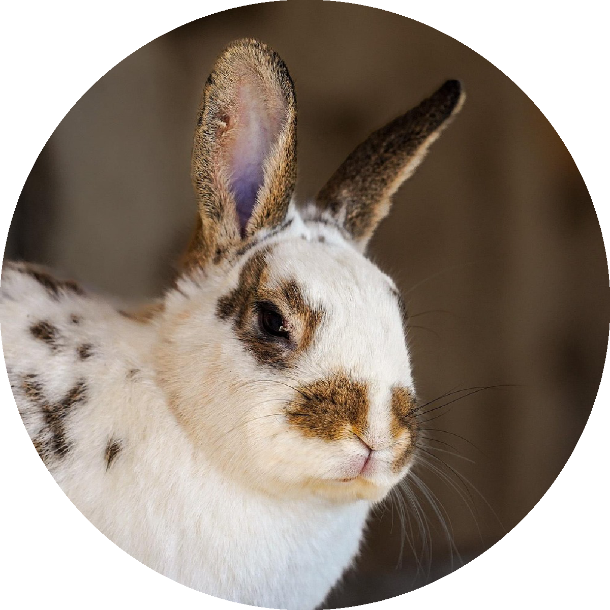 Kaninchen & Nagetiere-Shop