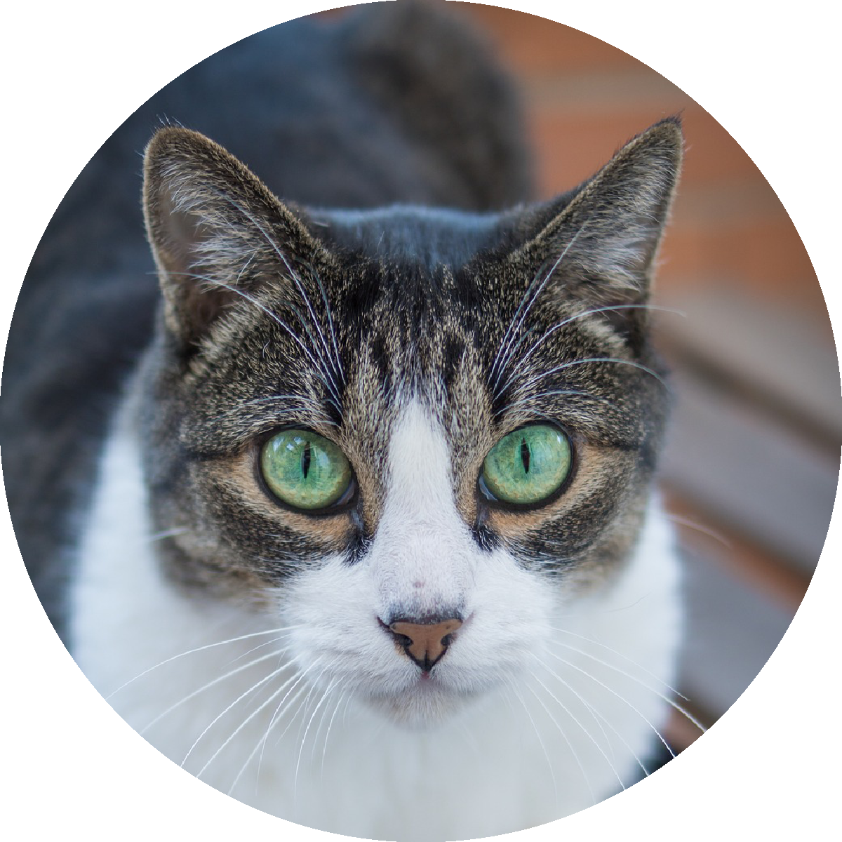 Katzen-Shop