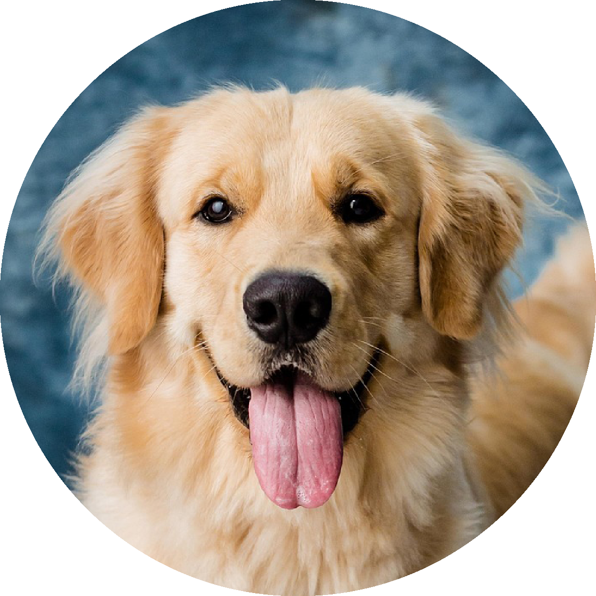Hunde-Shop