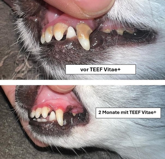 TEEF Vitae+ für Hunde und Katzen, vorher/nachher