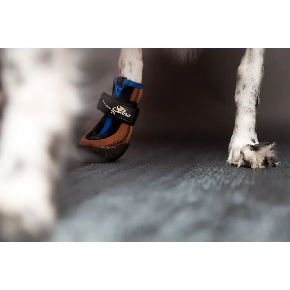 Sabro Toffler Pfotenschutz getragen