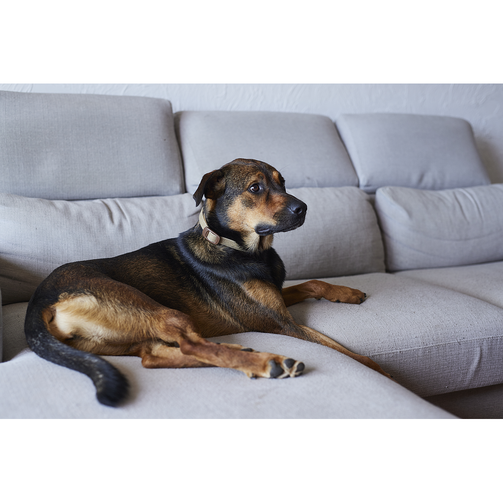 Virbac Zenidog Halsband - Hund