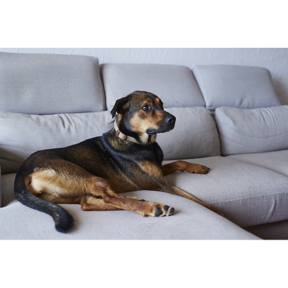 Virbac Zenidog Halsband - Hund
