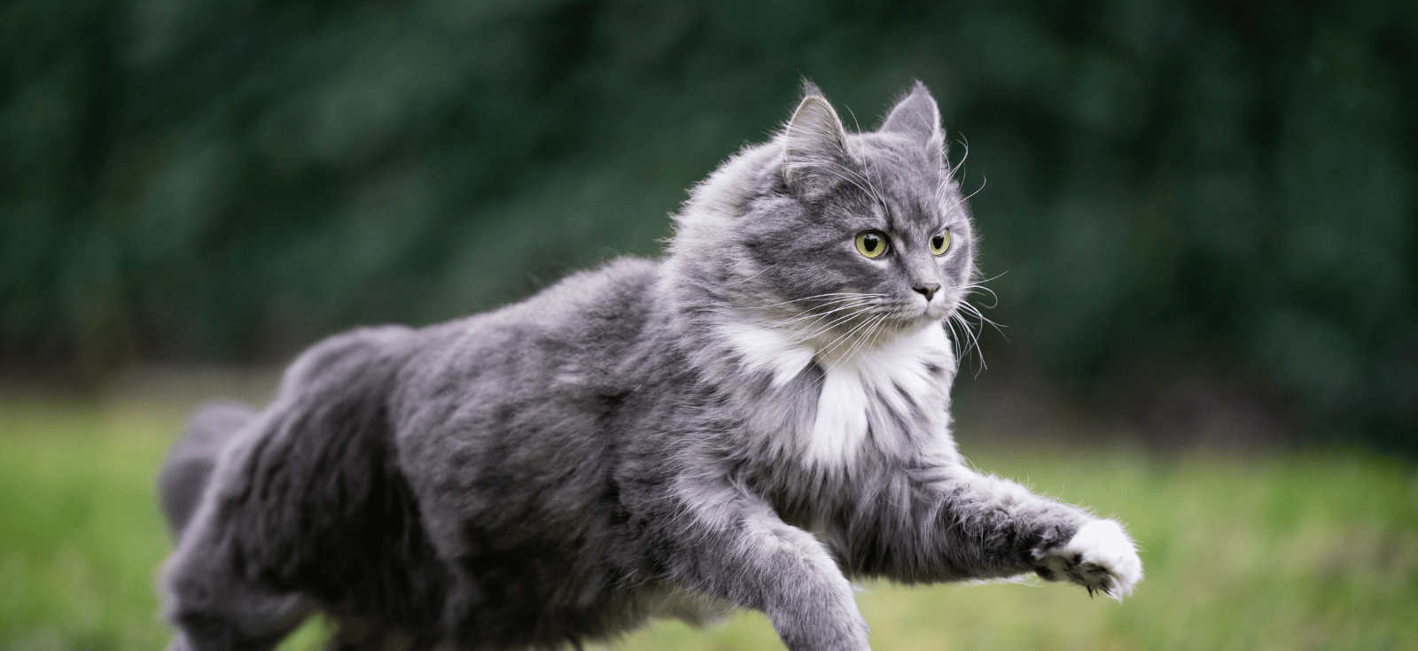 Ergänzungsfuttermittel Niere Katze