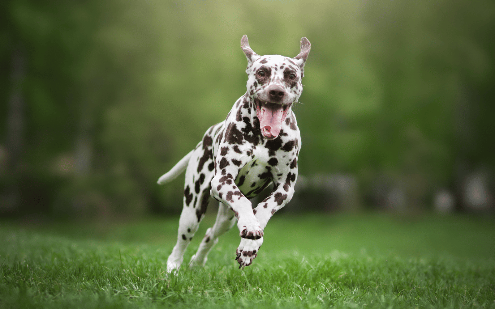 Ergänzungsfuttermittel Gelenke Hund