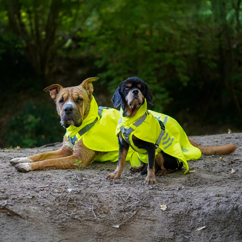 Annyx Mantelgeschirr Lightning - Hund