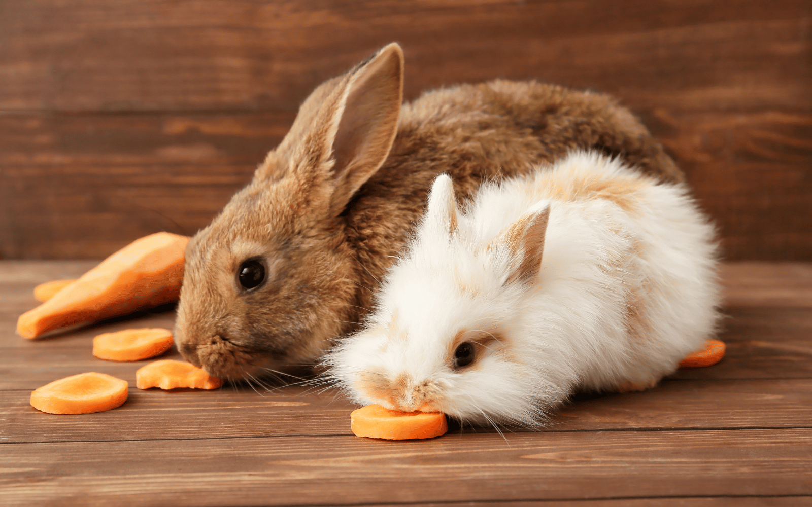 Nagetiere