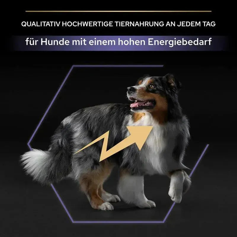 Purina All Sizes Adult Performance Hund - Trockenfutter - Purina ProPlan - Marigin AG Onlineshop für Tierbedarf Purina All Sizes Adult Performance Hund - Trockenfutter - Huhn / 14kg Futter