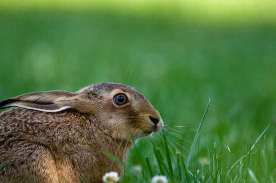 Shop für Tierbedarf: Alles für Kaninchen und Nagetiere